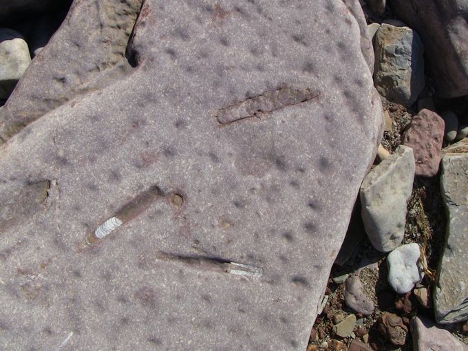 Buld 7. Fossila bläckfiskdelar från Djupvik på Öland. Bilden är min egen.